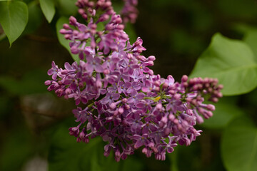 Fresh lilac blossoms in spring garden environment