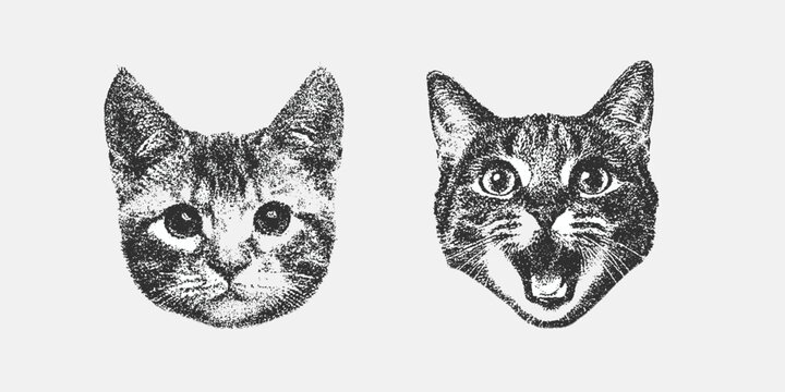 Cat head  in witch hat with collage element with retro grainy texture, black and white sketch depicts the faces of two adorable fluffy dogs facing forward