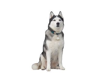 A blue-eyed husky dog sitting upright. It has a collar with a dog tag around its neck. PNG.
