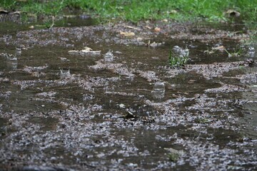 Fototapeta premium heavy rain falls on the street and splashes in the puddles 