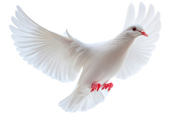 Fototapeta premium White dove in flight showing wings and feet in a transparent background