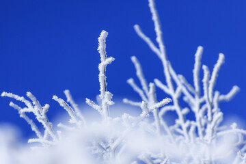 Frozen winter trees at sunny day. Poland