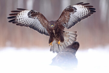 Myszołów (Buteo buteo), buzzard © Bartosz Rakoczy