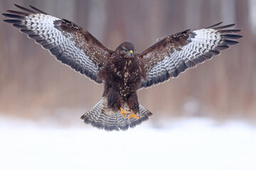 Myszołów (Buteo buteo), buzzard © Bartosz Rakoczy