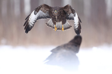 Myszołów (Buteo buteo), buzzard © Bartosz Rakoczy