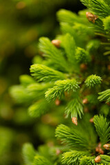 Fototapeta premium Abstract wallpaper with a fir branch close-up, a brown branch with green needles.