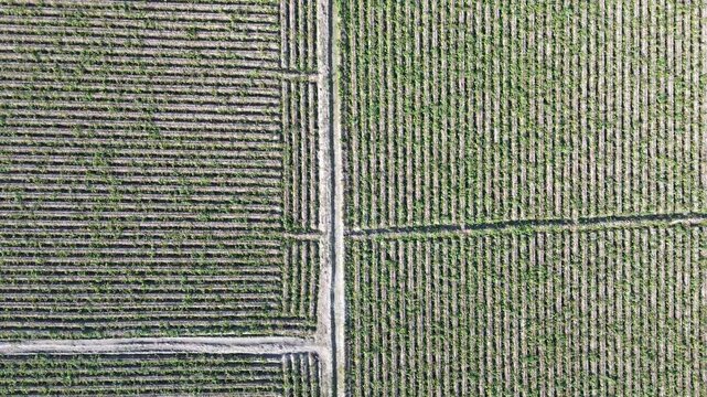 Top down aerial view of agricultural fields with parallel crop rows