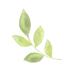 Obraz premium Watercolor Spring Green Leaves Branch