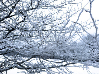 Obraz premium A tree branch covered in snow