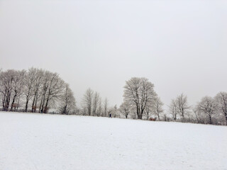 Obraz premium A snowy field with trees in the background