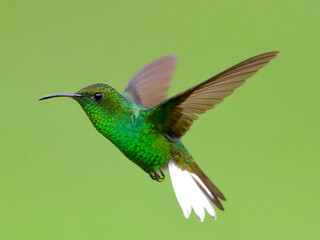 Fototapeta premium Male Coppery-headed Emerald hummingbird in flight against a soft green background
