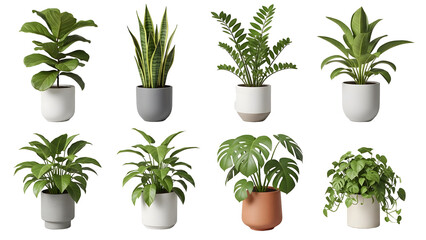 Collection of Eight Potted Houseplants graphic (154