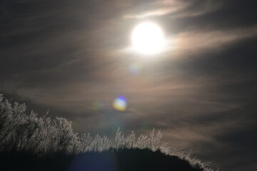 Fototapeta premium moon and clouds, snow covered branches of tree, snow covered trees in winter, winter, wildlife, nature, wild, Canada, 