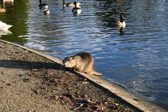 coypu near the water