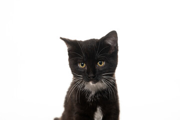 Obraz premium Cute black and white kitten isolated on white background
