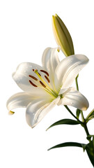 White Lily Flower with Bud and Water Droplets on Black Background bloom blossom