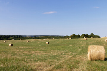 Golden hay bales dot a green rolling field under a clear blue sky on a sunny day