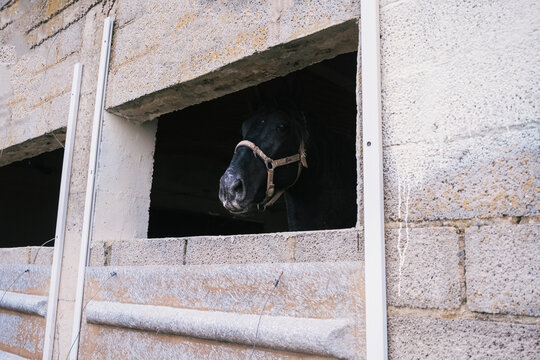 Horse peering out of concrete window
