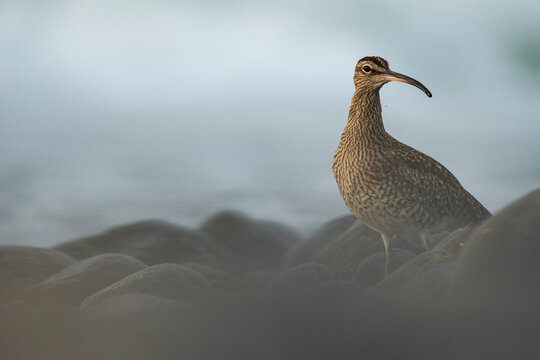 Whimbrel on rocky shore in natural habitat