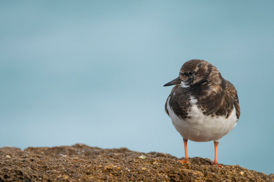 Common turnstone standing on a rocky beach terrain