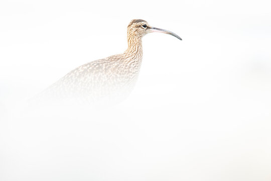 Whimbrel in soft focus against a white backdrop