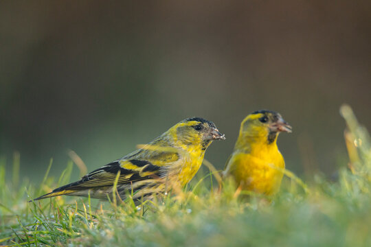European siskins on grass in natural habitat