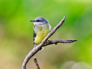 Obraz premium Tropical Kingbird fledgling perching on a thin branch