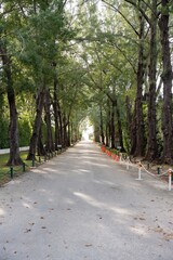 Obraz premium Tree lined road forming a natural corridor with symmetrical perspective, surrounded by dense vegetation. Concept of calm, nature, journey, direction, balance, and outdoor environment.