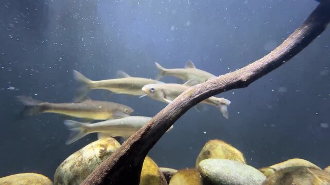 Pesci in acquario di acqua dolce
