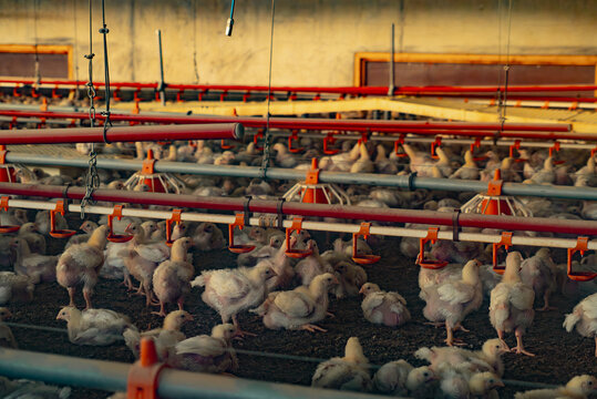 Interior of an industrial chicken farm with young chicks
