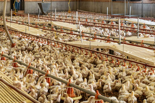 Interior of an industrial chicken farm with young chicks
