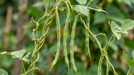 Long green beans on a bean plant. Agriculture and healthy food concept. World Vegan Day