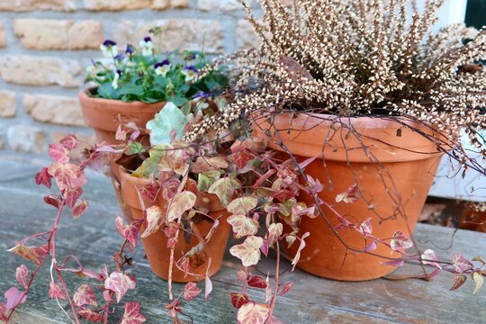 Spring potted plants on bench by brick wall