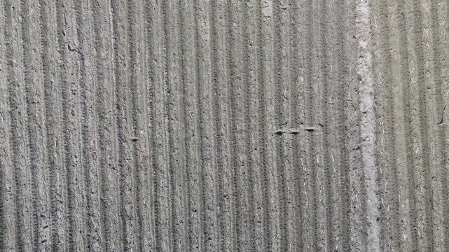 Aerial drone view of a raked agricultural field with parallel vertical lines

