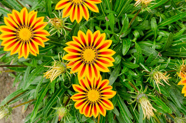 Striped gazania (treasure flower)