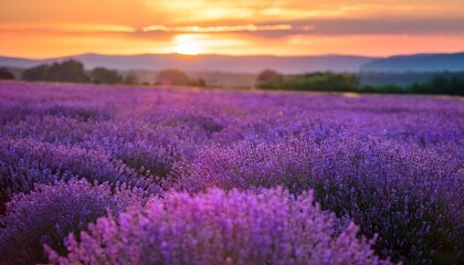 Fototapeta premium Lavender Flowers Sunset Field