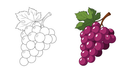 Fototapeta premium Detailed illustration of a bunch of grapes presented in both a black and white line art version and a fully colored purple version.