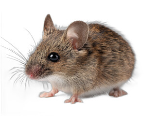 mouse isolated on a transparent background 