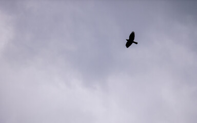 Obraz premium Freedom Concept - Jackdaw Silhouette Against Moody Sky