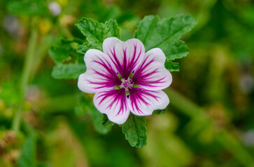 Fototapeta premium Mallow flower (Malva)