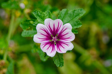 Obraz premium Mallow flower (Malva)