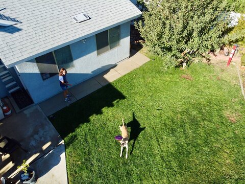 A Dog Playing Frisbee in the back yard with the family
