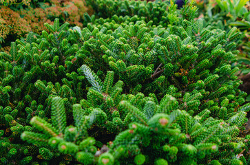 Evergreen conifer branch