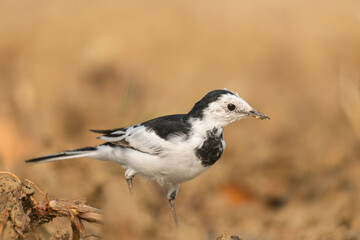 Obraz premium A white wagtail (Motacilla alba) stands on the ground against a blurred background.