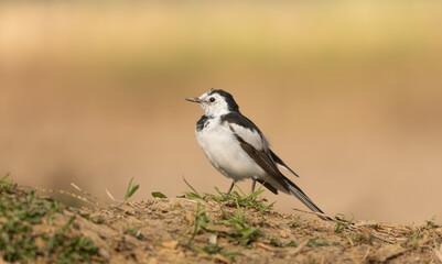 Fototapeta premium A white wagtail (Motacilla alba) stands on the ground against a blurred background.