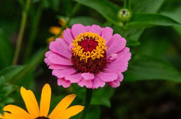 Obraz premium Pink zinnia flower