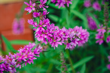 Purple loosestrife (Lythrum)