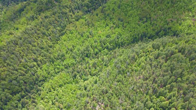 Aerial View of Dense Coniferous Forest Canopy in China