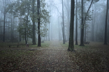 Obraz premium Open forest clearing with tall trees covered in fog in Zvezdara Park, Belgrade, Serbia. The image conveys mystery, depth, and a peaceful connection between city and nature.