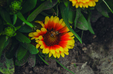 Obraz premium Gaillardia blanket flower